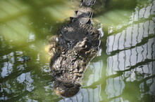 The Saltwater Crocodile (Crocodylus Porosus) Is A Crocodilian Native To Saltwater Habitats And Brackish Wetlands From India's East Coast Across Southeast Asia And The Sundaic Region To Australia.