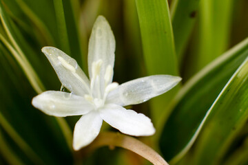 White flower wet from the rain in the garden, beautiful plants.