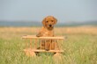 Labrador Retriever, puppy, yellow, 8 weeks, in small cart