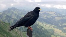 Blackbird On A Pole Looking Into The Camera And Hills And Mountains In The Background. Dynamic Scene.