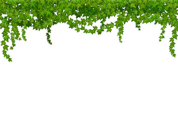 Wall Mural - ivy liana with green leaves, tropical vine branches of forest plant thickets, vector frame. tropic r