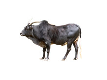 Male Black Zebu Cattle Isolated On White Background