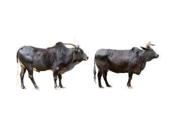 Canvas Print -  black zebu cattles isolated on white background