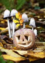 Halloween Cute Curved Sugar Beet With Funny Face In A Dark Autumn Forest With Group Of Shaggy Ink Caps. Selective Focus.