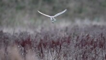 Barn Owl Hovers Mid-air As It Hunts