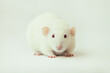 White rat dumbo with red eyes on white background. Pet, rodent. Laboratory experiment