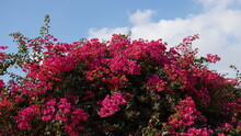 Beautiful And Colorful Bougainvillea Flowers. Pink Red Bougainvillea Bush And Flowers.