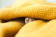 White rat in yellow blanket. Rat's nose in wrap. Cute domestic pet