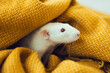 White rat dumbo with red eyes in yellow blanket. Cute domestic pet. Curious animal. Laboratory rodent.