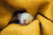 White rat dumbo sleeping in yellow blanket. Cute domestic pet. Laboratory rodent.