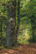 Bajkowy las. Leśna dróżka w lesie. Leśna dróżka w bajkowym lesie. Początek jesieni. Leśna dróżka pokrtya jesiennymi liścmi.