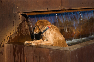 Brown golden retriever dog in a city fountain bathing due to high temperatures. Concept pets, animals, dogs, pet love, climate change.