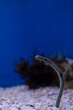 Spotted garden eel (Heteroconger hassi), aquatic