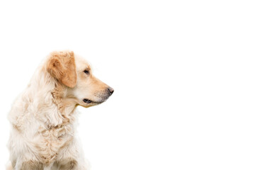 Wall Mural - Young Golden Retriever isolated on a white background with space for advertising text. Portrait of a purebred dog in profile.