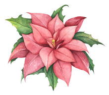 Red Christmas Poinsettia Flower. Watercolor Illustration. Botanical Illustration For Design, Print Or Background.