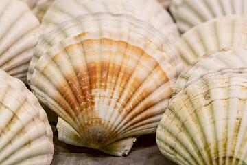 Wall Mural - Detail macro scallop shell in the market of Vigo (Spain)