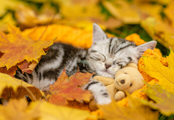 Poster - Cute Kitten sleeps on autumn fall foliage and hugs favorite toy bear