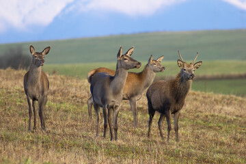 Wall Mural - group of red deer, cervus elaphus, standing on dry grassland in autumn. herd of male and female mamm