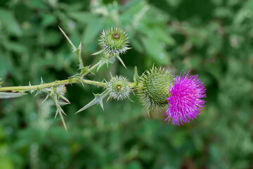 Wall Mural - Branch of the blooming thistles on a dark blurred background