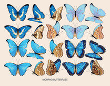 Morpho Butterfly Vector Art In Different Views