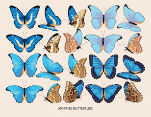 Wall Mural - Morpho butterfly vector art in different views