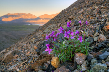 Wall Mural - Summer mountain Arctic landscape. Dwarf fireweed (Chamerion latifolium) on a hillside. Beautiful wild flowers. Tundra wildflowers and plants. The nature of Chukotka and polar Siberia. Far North Russia
