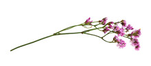 Twig Of Pink Limonium Flowers Isolated