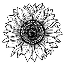 Sunflower Outline Hand Drawn Illustration