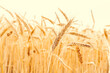 Field grains. Rye landscape harvest in sun day. Bread plant agriculture farm cereal crop in sunset. Wheat golden harvest background.