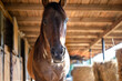 Portrait of a horse in the stable against the background of hay bales