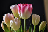 Fototapeta Kwiaty - Tulipany, kolorowe wiosenne kwiaty. Tulips, spring flowers.
