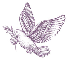 Flying Dove And Olive Branch Isolated On White Background. Peace Concept. Biblical Symbol Vintage Sketch Illustration