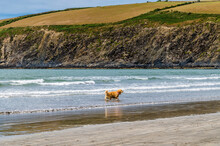 A View Of A Dog In The Surf On The Beach At Low Tide At Newport, Pembrokeshire, Wales On A Summers Day