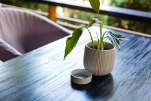 Small Flowerpot With Green Flowers And Ashtray On Table