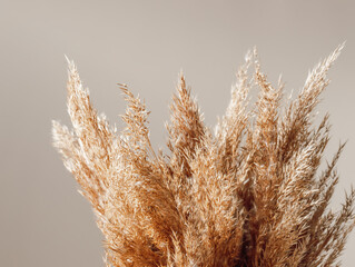 Fototapete - Pampas or reed grass close up over neutral pastel tone background, minimal aesthetic concept