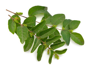 Wall Mural - Symphoricarpos, commonly known as the snowberry, waxberry, or ghostberry. Isolated on white background.