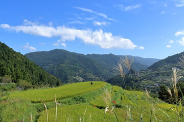 八畝の棚田風景　秋の空　（高知県　大豊町）