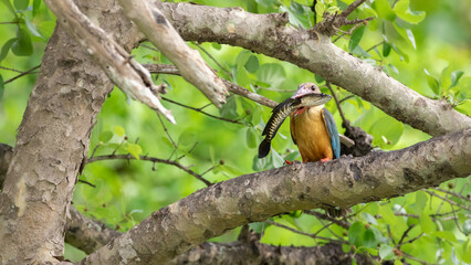 Stork-billed Kingfisher catches a big snakehead fish fly over to the nearby tree branch and ready to swallow.