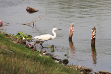 White Egret (?) In Thailand 