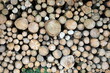Holzstapel nach Baumfällarbeiten im Herbst bei Sonnenschein am Gut Menkhausen in Oerlinghausen bei Bielefeld am Hermannsweg im Teutoburger Wald in Ostwestfalen-Lippe