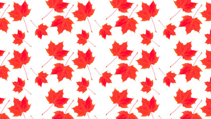 Canvas Print - Pattern of autumn red maple leaves on a white background.