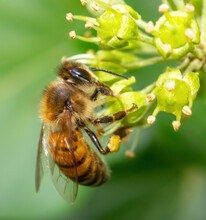 Bee On A Ivy Bud Close Up