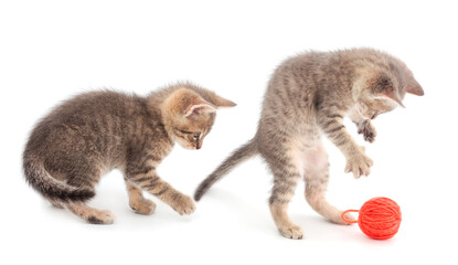 Wall Mural - Two little kittens playing with a ball of yarn.