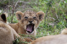 Lion Cub Yawning And Frowning Closeup