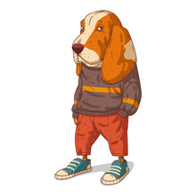 An Urban Dog, Isolated Vector Illustration. A Dog Character In A Modern Casual Outfit Standing With His Hand In His Pocket. A Basset Hound With A Human Body On White Background. Drawn Animal Sticker.