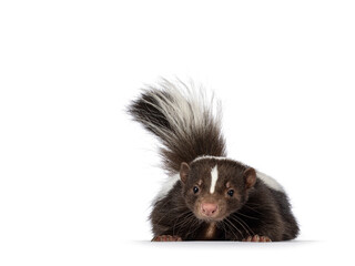 Fototapete - Cute classic brown with white striped young skunk aka Mephitis mephitis, laying down flat facing front. Looking  towards camera with tail high up. Isolated on a white background.