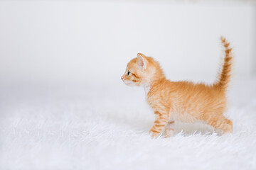 Wall Mural - Little kitten on a white blanket. Kitty two months	   