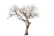 © MrWirot - Dead tree on the white background