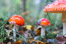 Amanita Muscari, Fly Agaric Beautiful Red-headed Hallucinogenic Toxic Mushroom