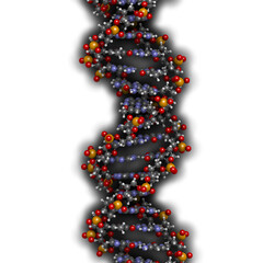 Wall Mural - DNA structure, B-DNA form.